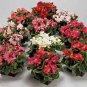 Begonia Ambassador Mix 2,000 seeds