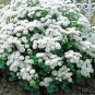 Ageratum Marie White 1,000 seeds