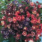 Aquilegia Winky Single Mix 1,000 seeds