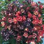 Aquilegia Winky Single Mix 1,000 seeds