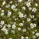 Androsace septentrionalis Stardust 1,000 seeds