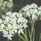 Asclepias verticillata 1,000 seeds