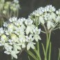 Asclepias verticillata 1,000 seeds