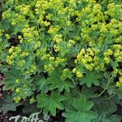 Alchemilla sericata Gold Strike 1,000 seeds