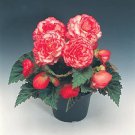 Begonia Nonstop Rose Picotee 1,000 seeds