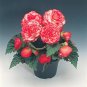 Begonia Nonstop Rose Picotee 1,000 seeds