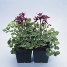 Aquilegia Winky Single Purple-White 1,000 seeds