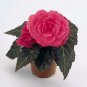 Begonia Nonstop Mocca Pink Shades 1,000 seeds