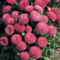 Bellis perennis Tasso PL Pink 1,000 seeds