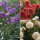 Armeria pseudarmeria Ballerina Mix 1,000 seeds