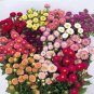 Aster Matsumoto Mix 2,000 seeds