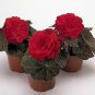 Begonia Nonstop Mocca Red 1,000 seeds