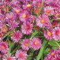 Aster laevis 1,000 seeds