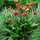 Armeria pseudarmeria Ballerina Red 1,000 seeds