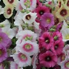 Alcea ficifolia Las Vegas 1,000 seeds