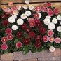 Bellis perennis Bellissima PL Mix 1,000 seeds