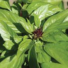 Basil Thai Magic 1,000 seeds