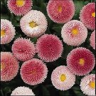 Bellis perennis Bellissima PL Rose Bicolor 1,000 seeds