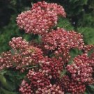 Asclepias incarnata Cinderella 1,000 seeds
