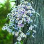 Aster shortii 1,000 seeds