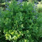 Baptisia australis Minor 1,000 seeds