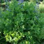 Baptisia australis Minor 1,000 seeds