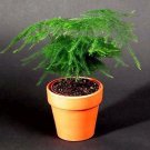 Asparagus Plumosa 1,000 seeds