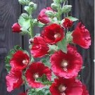 Alcea rosea Mars Magic 1,000 seeds