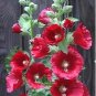 Alcea rosea Mars Magic 1,000 seeds