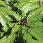 Basil Thai Magic 1,000 seeds