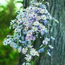 Aster shortii 1,000 seeds