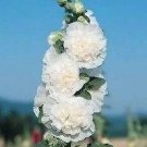 Alcea rosea Chater White 1,000 seeds