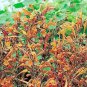 Agastache aurantiaca Apricot Sprite 1,000 seeds