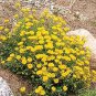 Alyssum wulfenianum 1,000 seeds