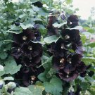 Alcea rosea Nigra The Watchman 1,000 seeds