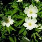 Anemone canadensis 1,000 seeds