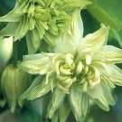 Aquilegia clematiflora Green Apples 1,000 seeds