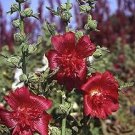 Alcea rosea Queeny Red 1,000 seeds