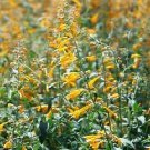 Agastache aurantiaca Navajo Sunset 1,000 seeds