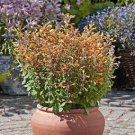 Agastache aurantiaca Arizona Sandstone 1,000 seeds