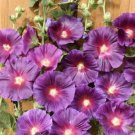Alcea rosea Halo Lavender 1,000 seeds