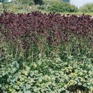Aquilegia vulgaris Barlow Black 1,000 seeds