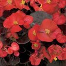 Begonia Senator Scarlet 2,000 seeds