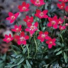 Anemone multifida Rubra 1,000 seeds