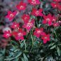 Anemone multifida Rubra 1,000 seeds