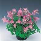 Aquilegia Cameo Pink & White 1,000 seeds