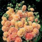 Alcea rosea Peaches n Dreams 1,000 seeds