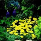 Achillea tomentosa Golden Fleece 1,000 seeds