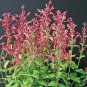 Agastache aurantiaca Raspberry Daiquiri 1,000 seeds