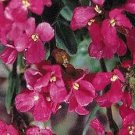 Arabis blepharophylla Red Sensation 1,000 seeds